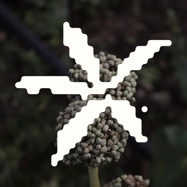 Bio-Pilixin Serum: Den naturlige løsning på hårtab